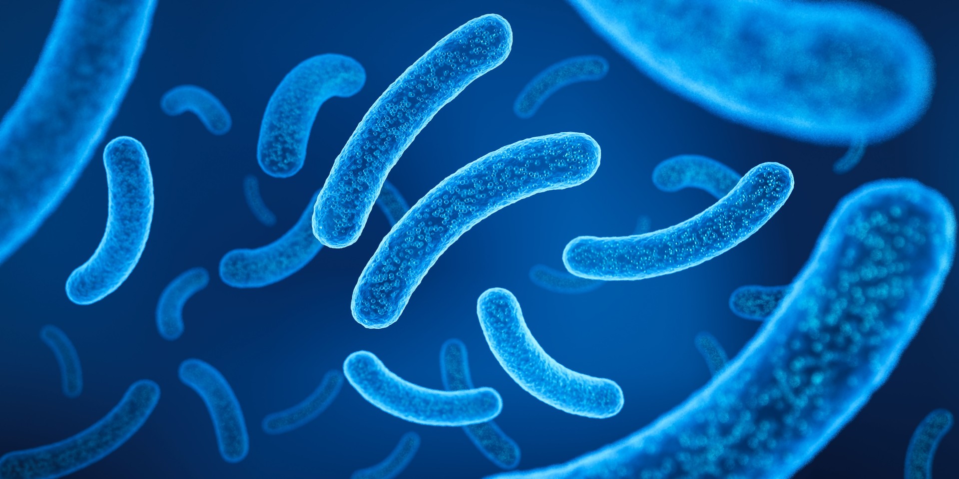 Probiotic bacteria, Lactobacillus.